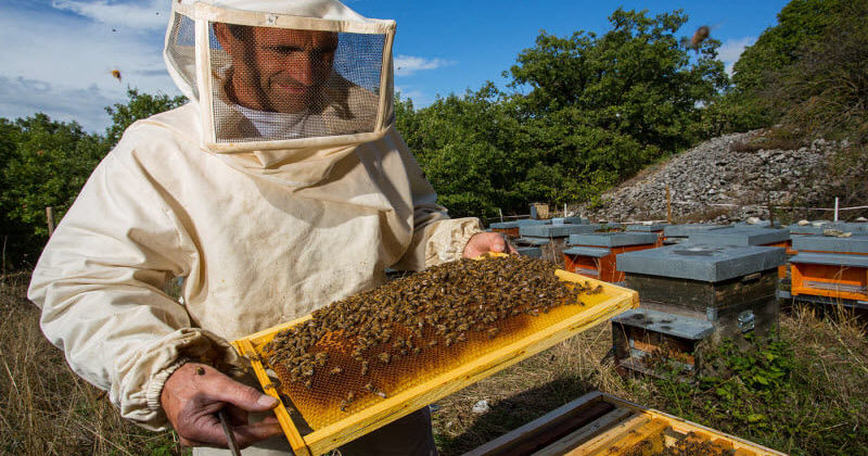 Бджолярі Півдня України зберуться на семінарі в рамках форуму «Агропорт Південь Херсон»